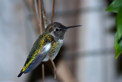 Male Anna's Hummingbird