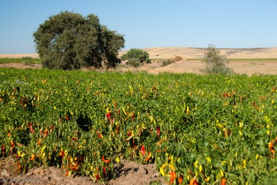 Fresh Peppers