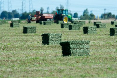 Fresh Alfalfa