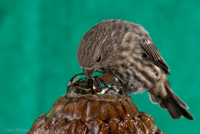Thirsty Finch