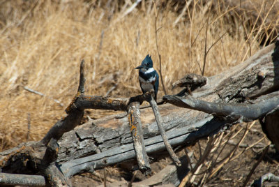 Belted Kingfisher