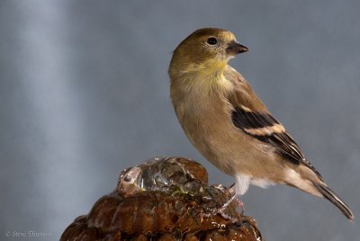 American Goldfinch