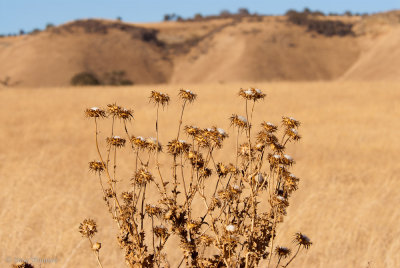 Autumn Gold