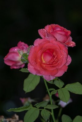 Rainy Day Rose