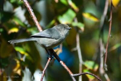 Bushtit