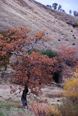 California Autumn