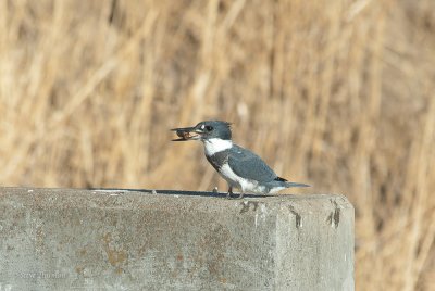 Kingfisher Snack