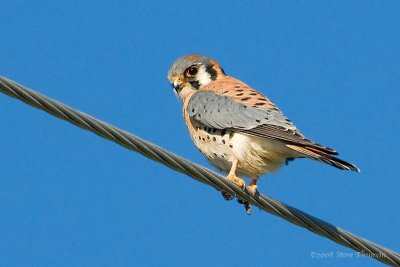 American Kestral