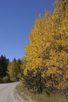 Aspens from Northern Colorado Front Range area