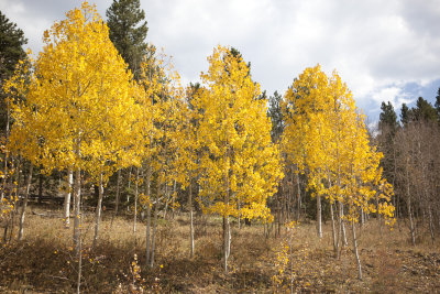 Aspens from Northern Colorado Front Range area