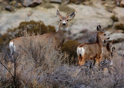 Colorado Mule Deer