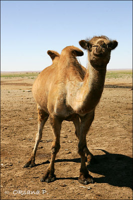 Camel-1.jpg