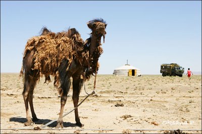 Camel-4.jpg