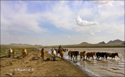 Lake-horses-2.jpg