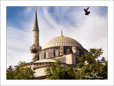 Mosque-pigeon-1.jpg