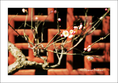 Yu Gardens, Cherry blossom 1, Shanghai