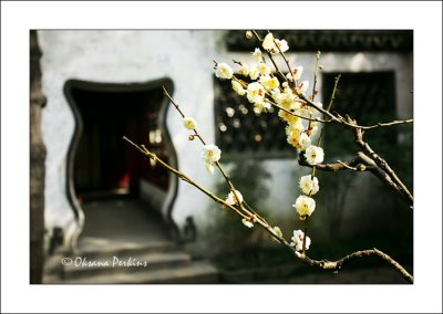 Yu Gardens, Cherry blossom 2, Shanghai