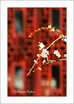 Yu Gardens, Cherry blossom 3, Shanghai