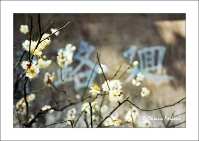 Yu Gardens, Cherry blossom 4, Shanghai