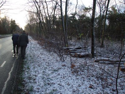 Visiting the woods near Stevensbeek