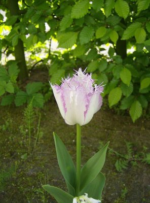 g1/57/50857/3/111491397.wQMAQ5Xj.jpg
