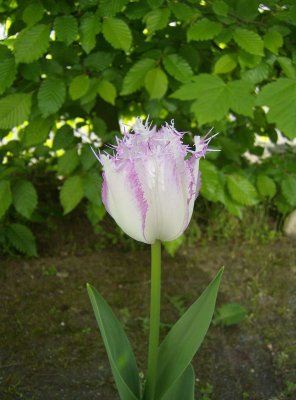 g1/57/50857/3/111491400.cHM8MEZh.jpg