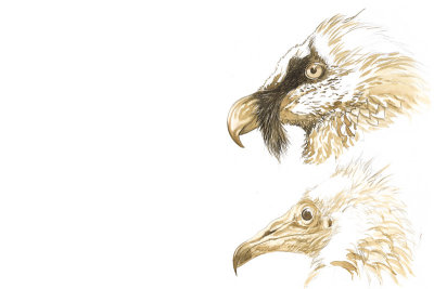 Avvoltoi: gipeto e capovaccaio