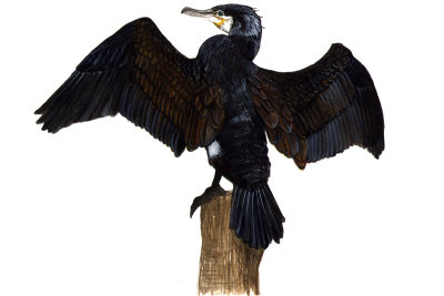 Cormorano