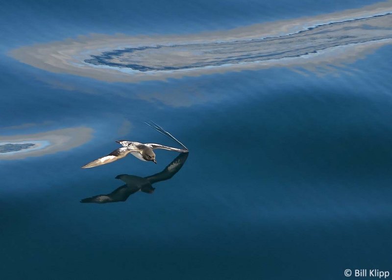 Pintado Petrel,  Southern Ocean  1