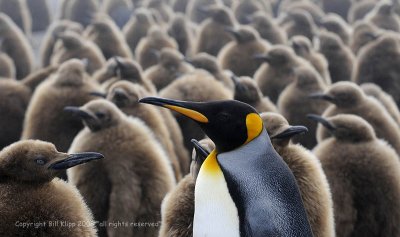 King Penguins,  Gold Harbor  1