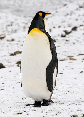 King Penguin, Fortuna Bay  1