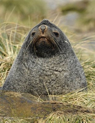 Fur Seal, Prion Island