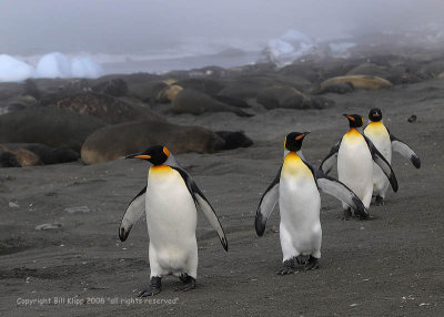 King Penguins,  Gold Harbor  2