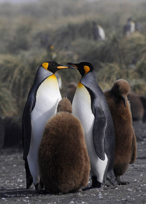 King Penguins with Oakum Boys,  Gold Harbor  5