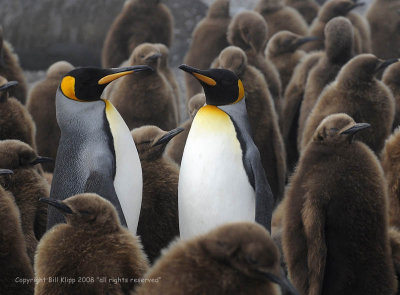 King Penguins with Oakum Boys,  Gold Harbor  6