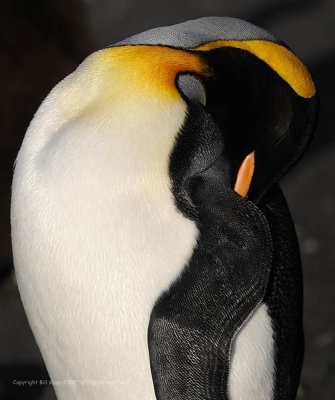 King Penguin,  Gold Harbor  9