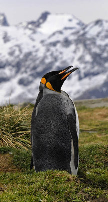 King Penguins, Grytviken  2