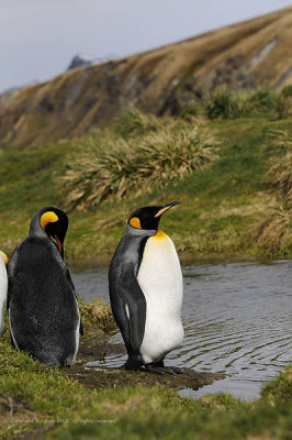 King Penguins,  Grytviken  3