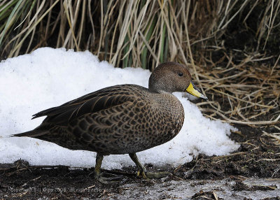 Yellowbilled PinTail Duck,  Prion Island