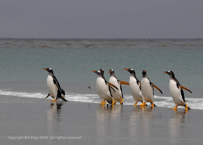 Gentoo Penguins, Sea Lion Island  1