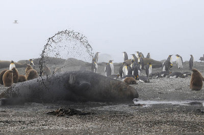 Elephant Seal,  Gold Harbor 2