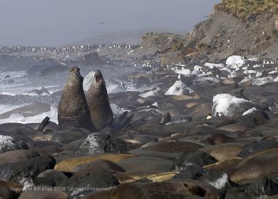 Elephant Seals,  Gold Harbor 5