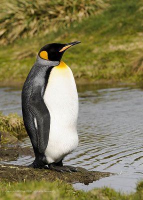 King Penguins, Grytviken  5