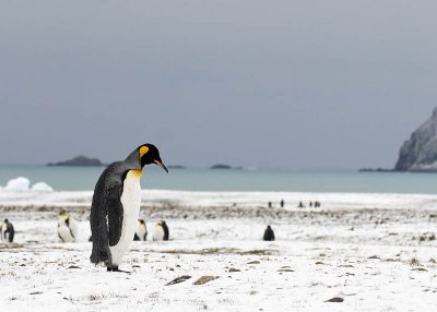 King Penguins, Fortuna Bay 2