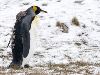 Kling Penguins, Fortuna Bay 3