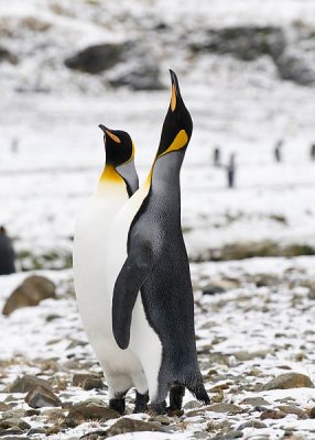 King Penguins, Fortuna Bay 4