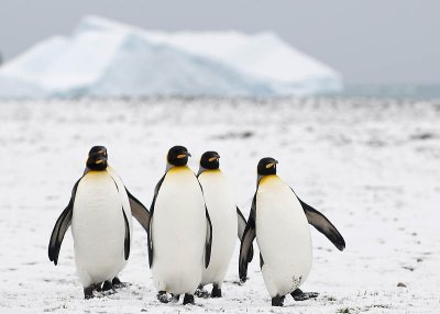 Kling Penguins, Fortuna Bay 5