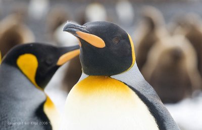 Kling Penguins, Fortuna Bay 6