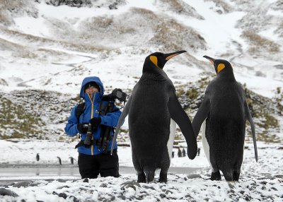 King Penguins, Fortuna Bay  8