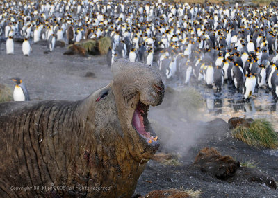 Elephant Seal,  Gold Harbor 5